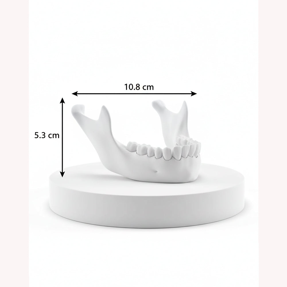 Modelo de dientes en mandíbula