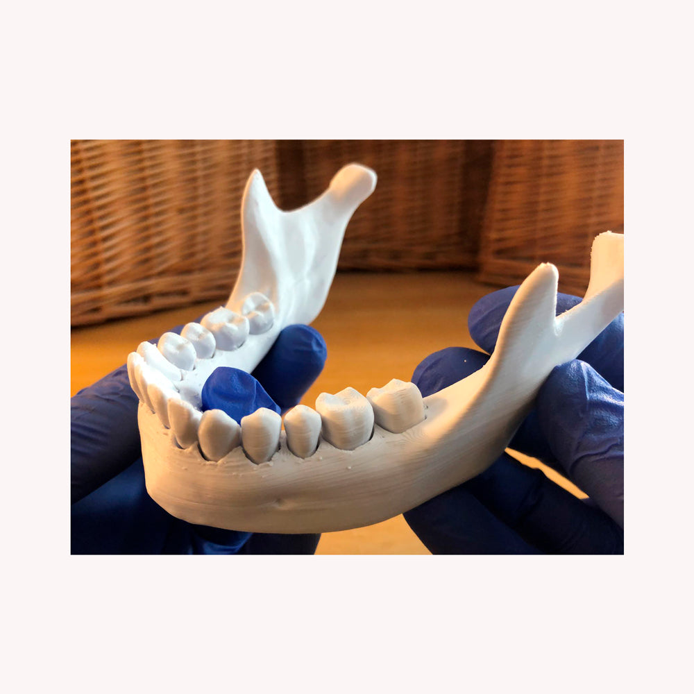 Modelo de dientes en mandíbula