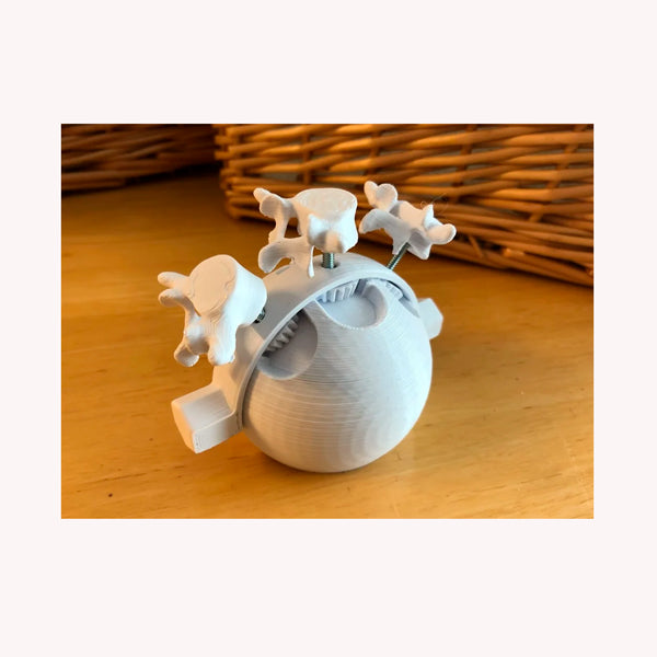 Leyes de Fryette Herramienta didáctica