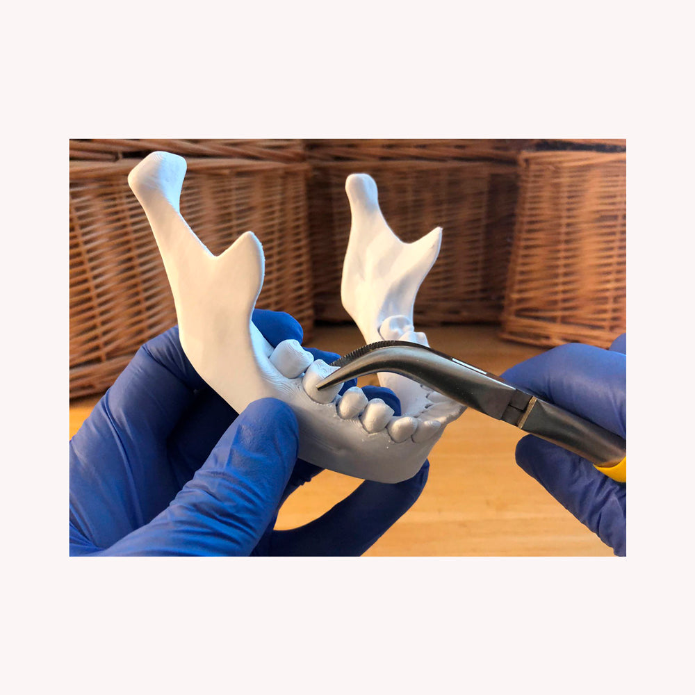 Modelo de dientes en mandíbula