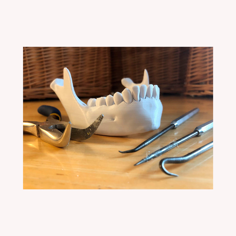 Modelo de dientes en mandíbula