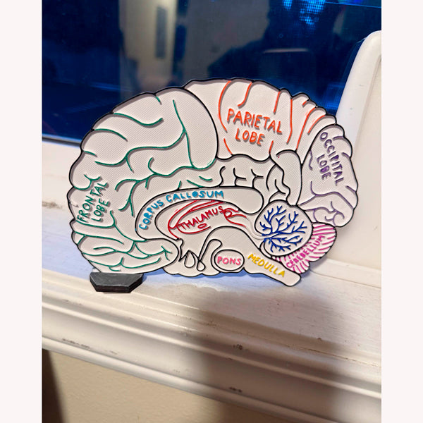 Anatomía cerebral y neuroeducación, para colorear
