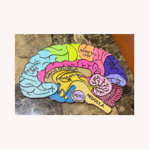 Anatomía cerebral y neuroeducación, para colorear