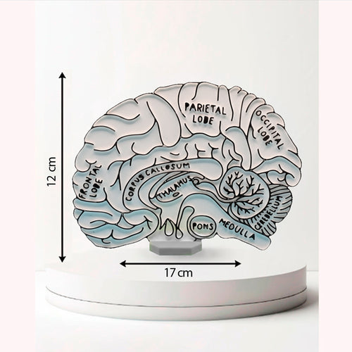 Anatomía cerebral y neuroeducación, para colorear